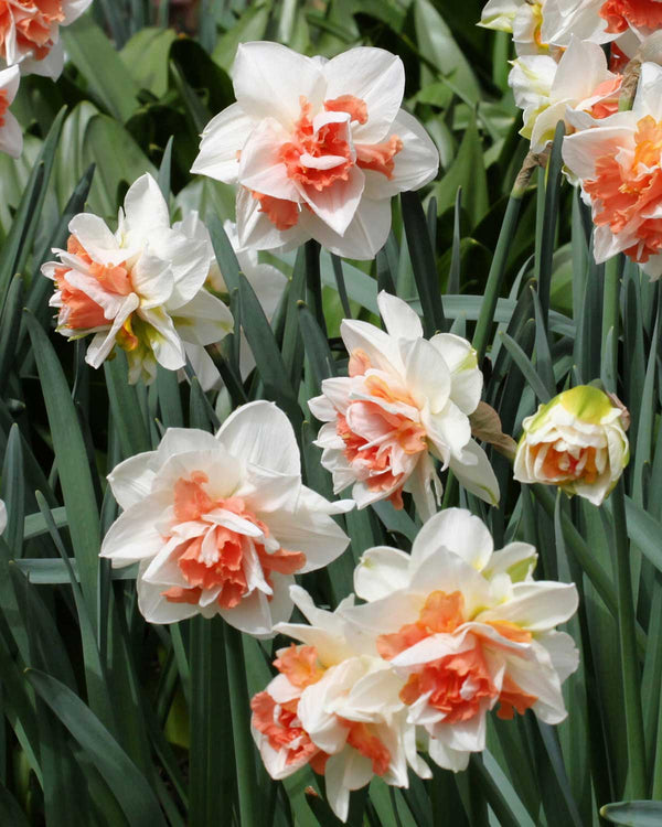 Sådan planter du blomsterløg i efteråret for en smuk forårshave