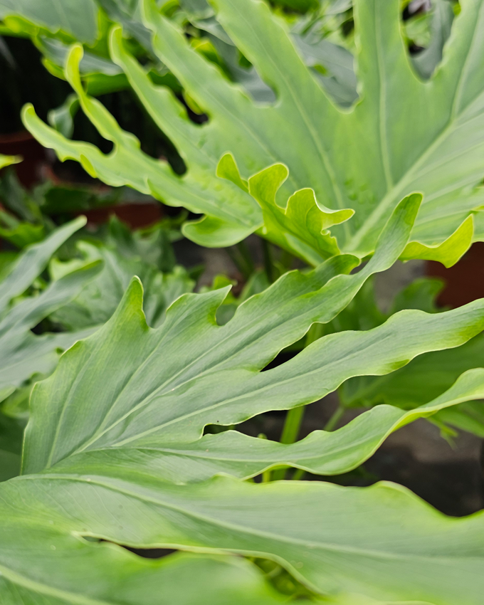 Pasningsvejledning for Philodendron Lickety Split