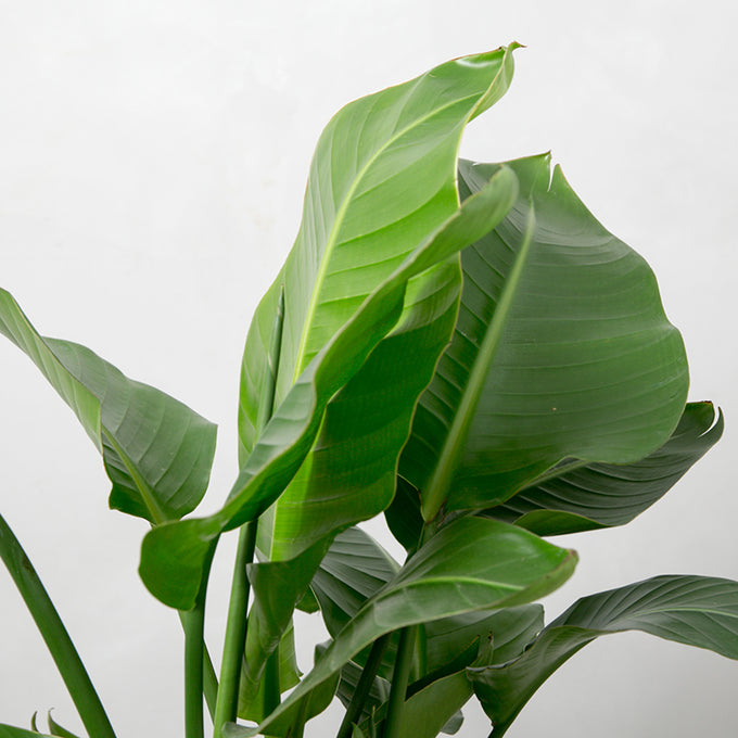 Pasningsvejledning for Strelitzia Nicolai (Paradisfugl)