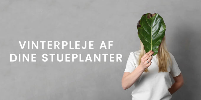 Vinterpleje af dine stueplanter