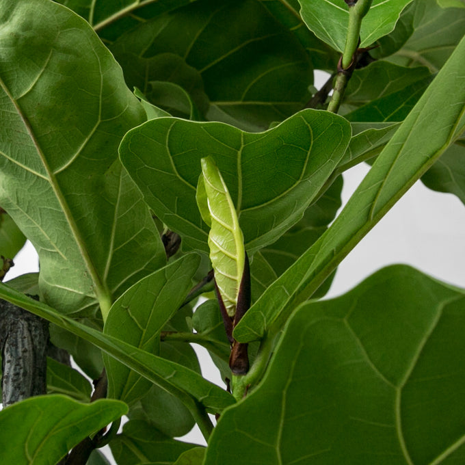 Pasningsvejledning for Ficus Lyrata (Violinfigen)