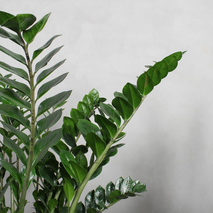 Pasningsvejledning for Zamioculcas Zamiifolia (ZZ-plante)