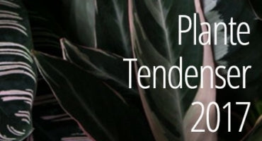 Plante tendenser 2017