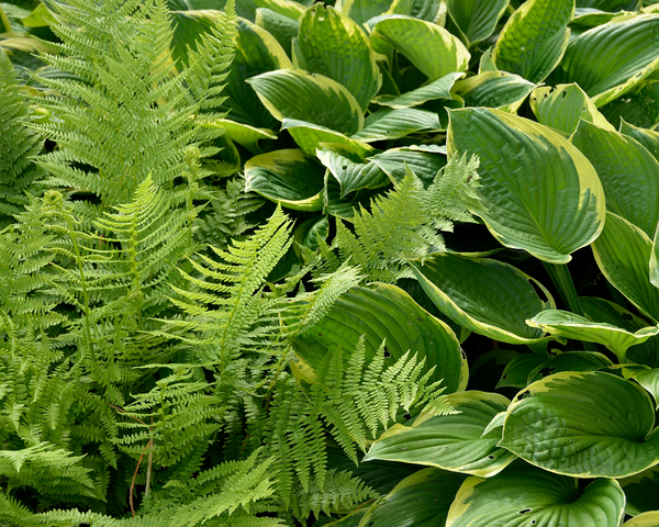 Planter til det Skyggefulde Uderum: Hosta og Bregner