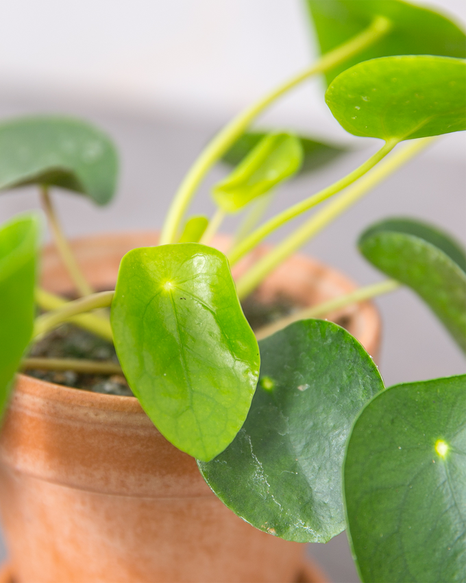 Pasningsvejledning for Pilea (Pilea peperomioides)