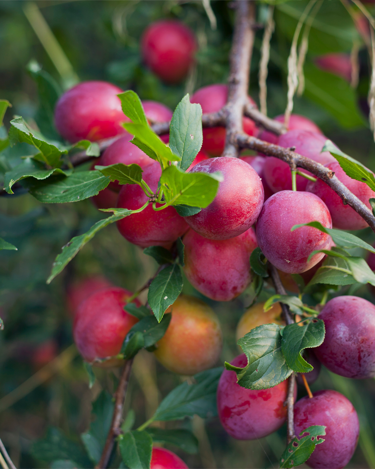 Frugttræer til tilplantning til have og udearealer | Greenify