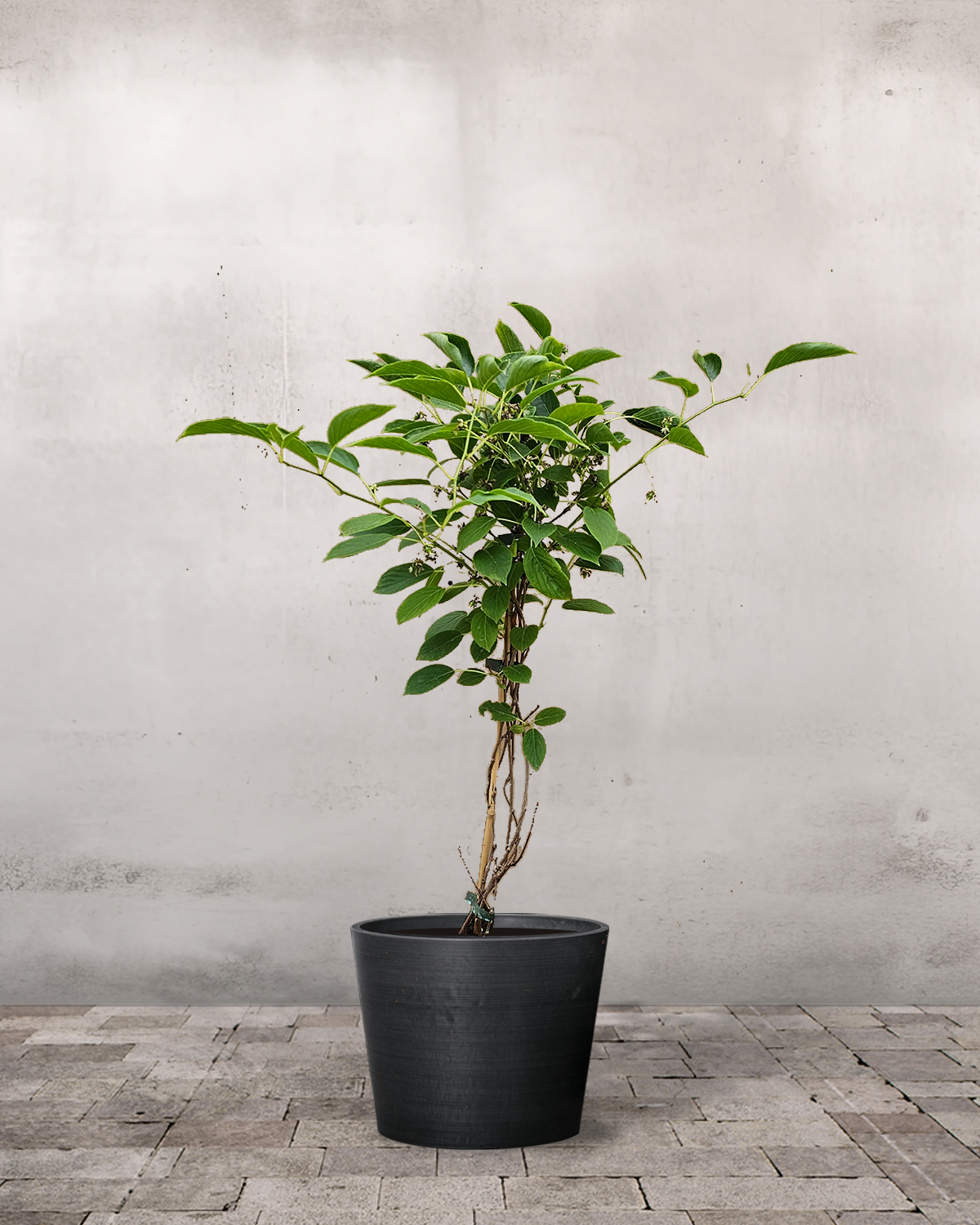 Klatre- og Slyngplanter – Greenify