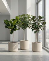 1-2-Træ Plantepakke