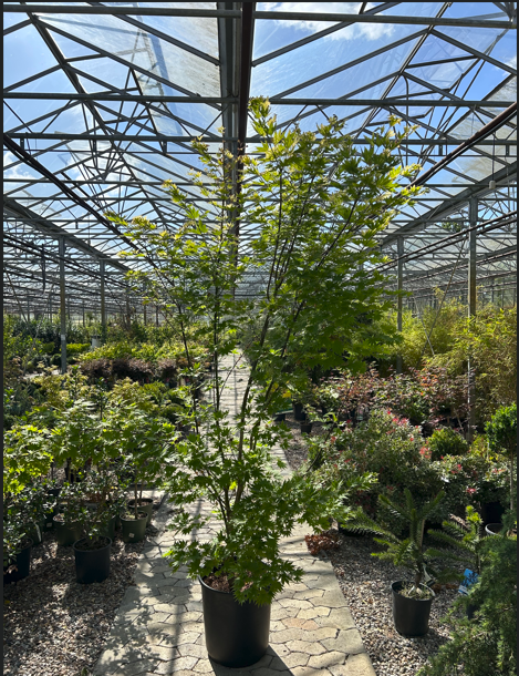 Japansk Ahorn, Acer Pal. 'Oridono-Nishiki' - 250-300cm