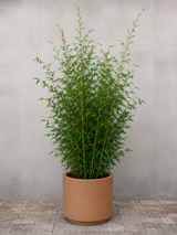 type=Simple krukke/color=Pale Terracotta
