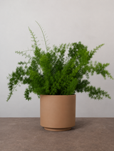 type=simple/color=pale terracotta