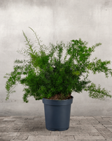 Prydasparages, Asparagus dens. 'Sprengeri' - 50-60 cm