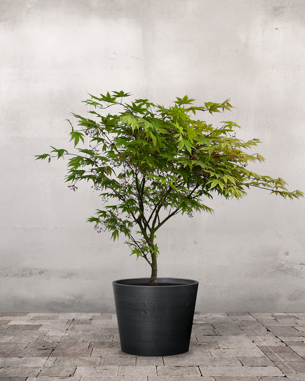 Japansk Løn 'Acer Palmatum Ozakazuki' - 80-100 cm
