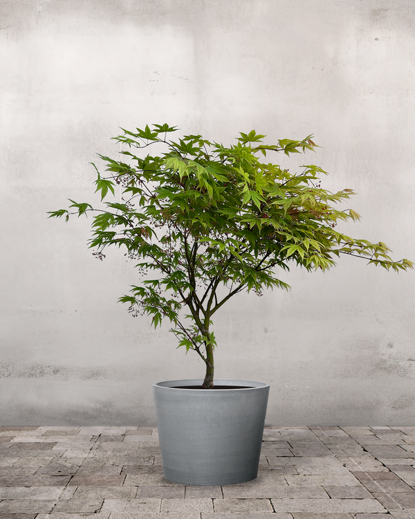Japansk Løn 'Acer Palmatum Ozakazuki' - 80-100 cm