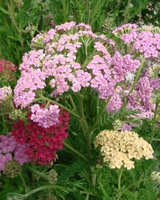 Røllike, Achillea Millefolium 'Summer Pastels'  - Potte Ø12 cm