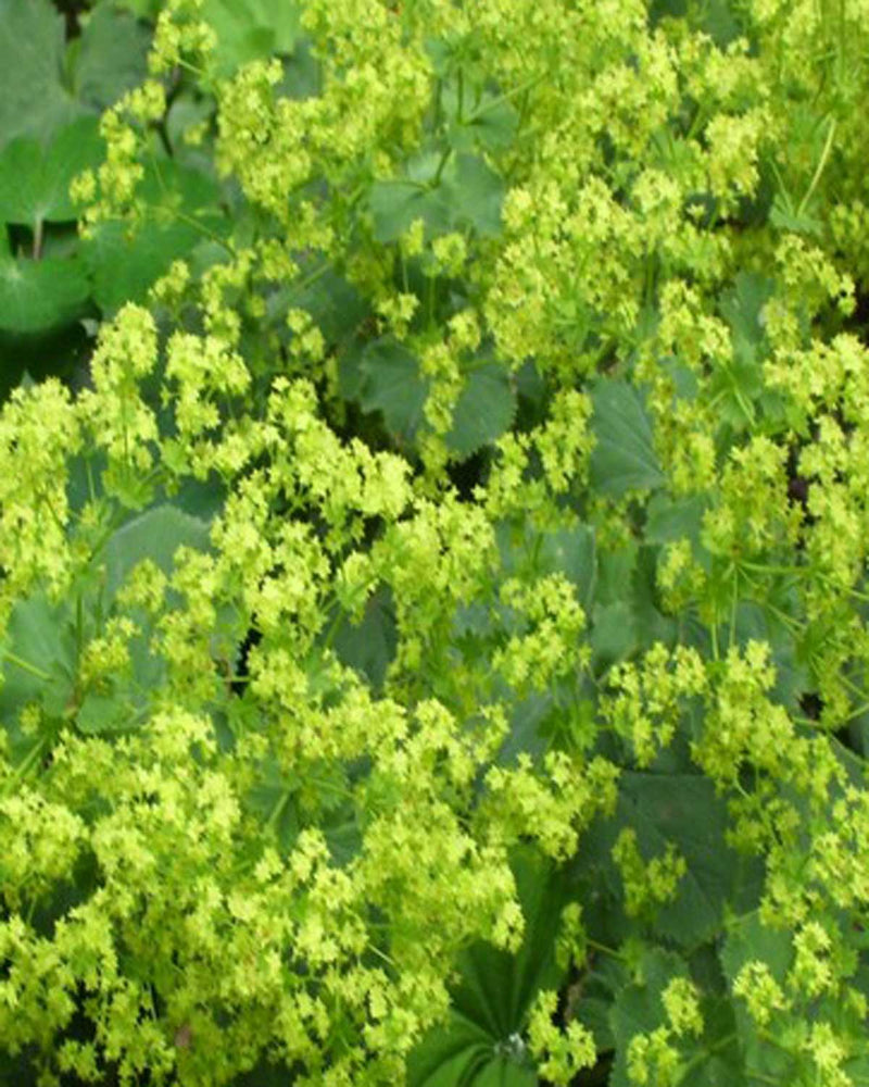 Løvefod 'Alchemilla Mollis'