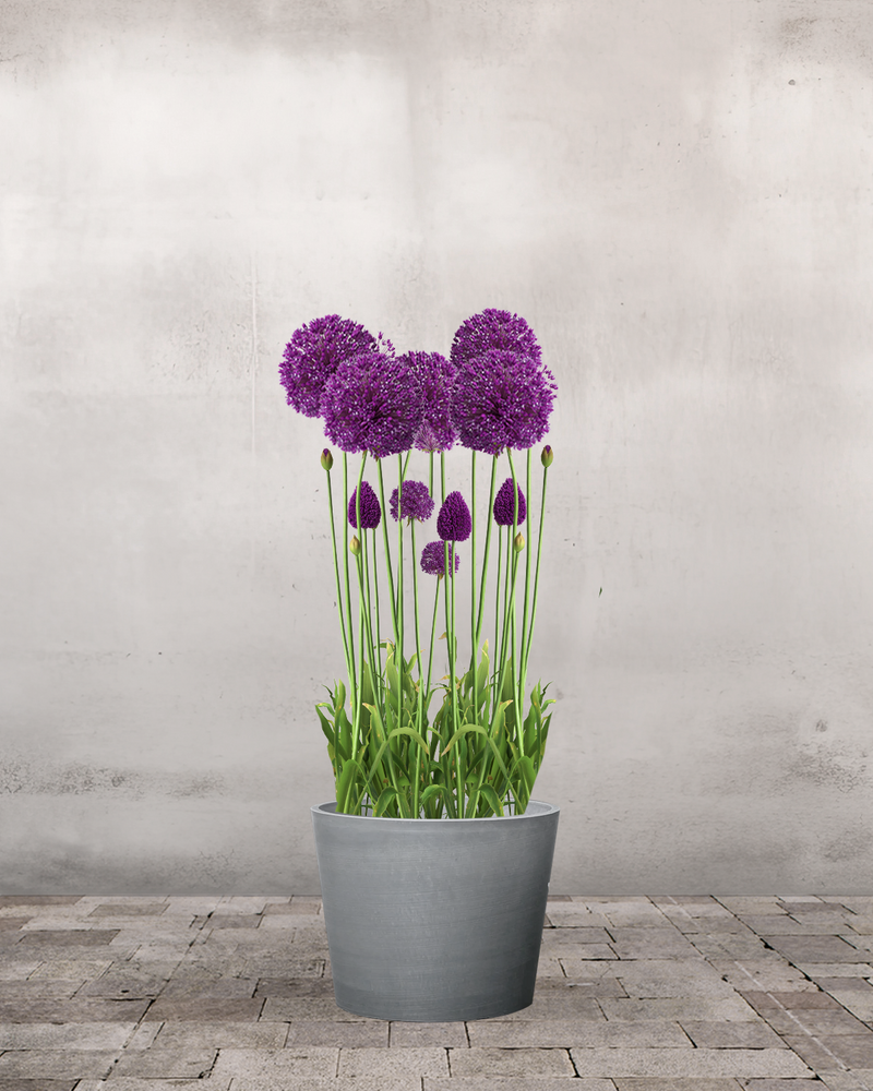 Allium Globemaster