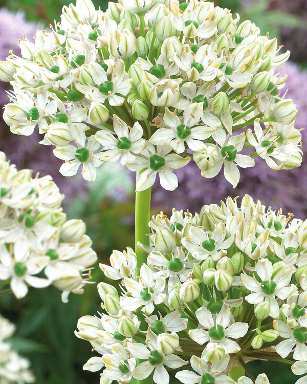 Prydløg, Allium 'Nigrum' - 3 stk blomsterløg