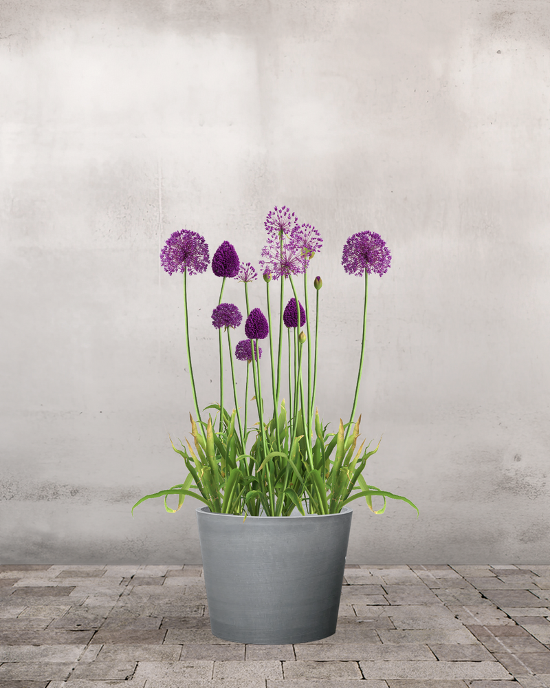 Allium Purple Rain