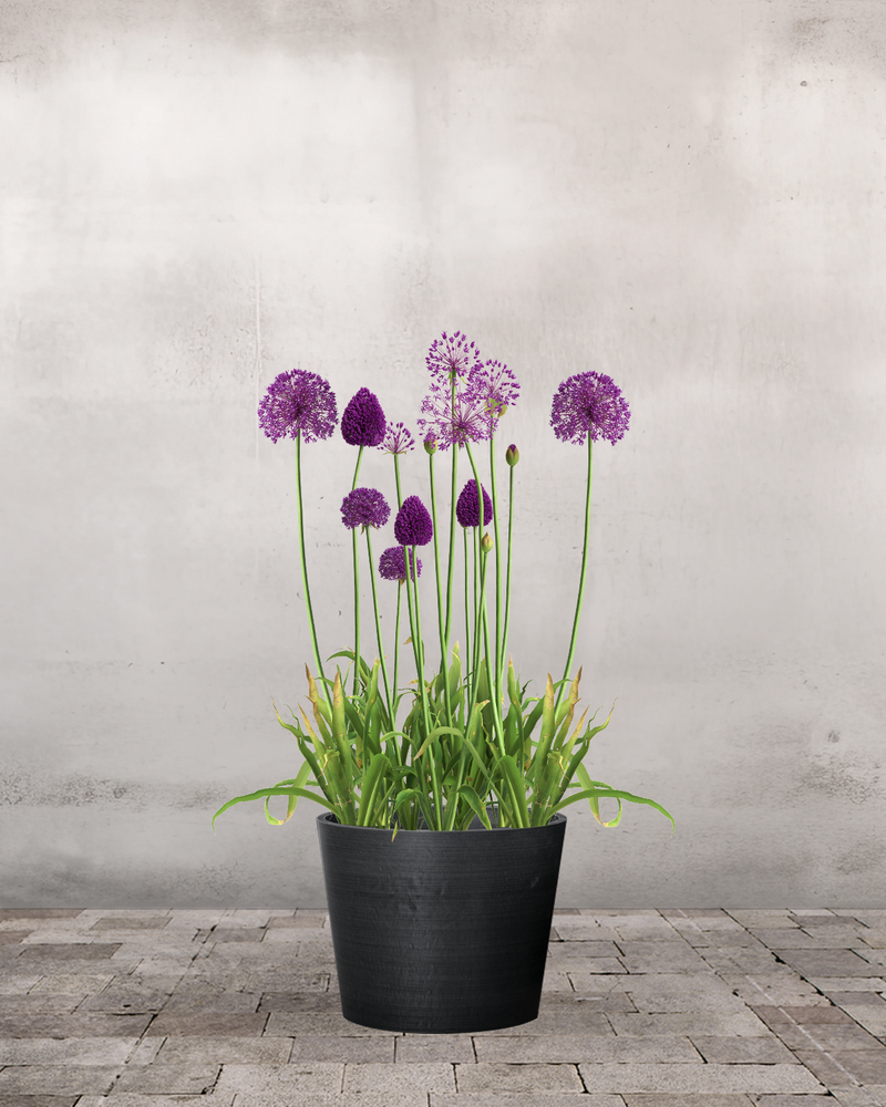 Allium Purple Rain