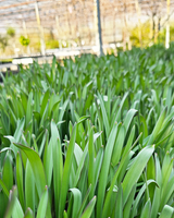 Allium Purple Rain