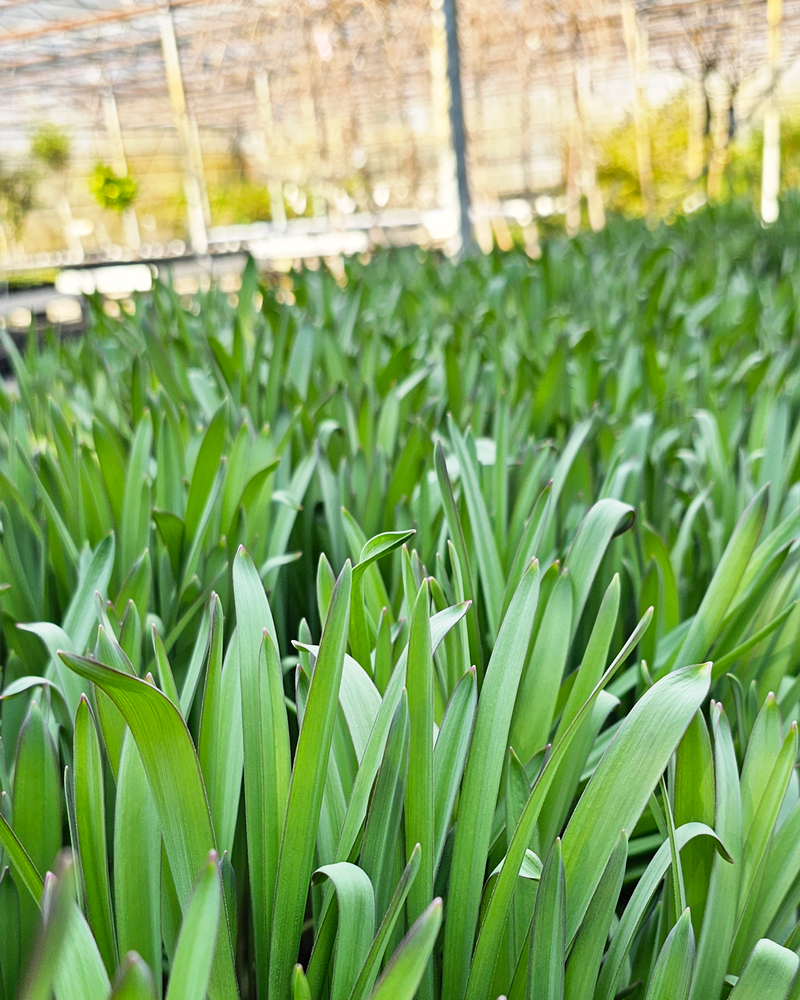 Allium Purple Rain