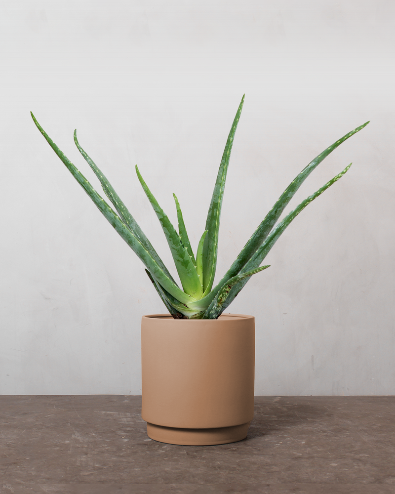 Aloe Vera - 25-35 cm