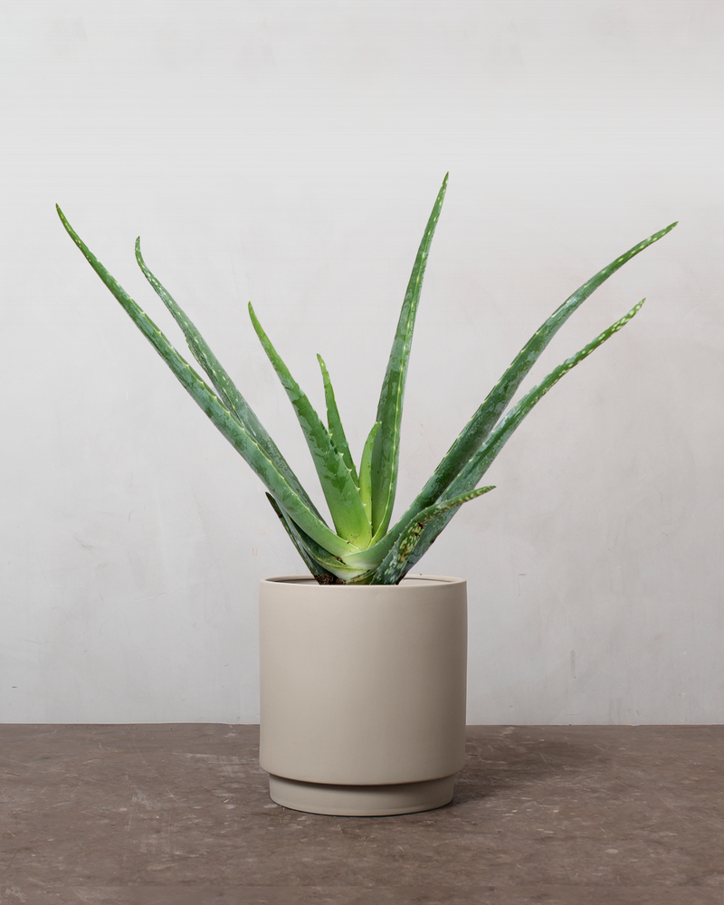 Aloe Vera - 25-35 cm