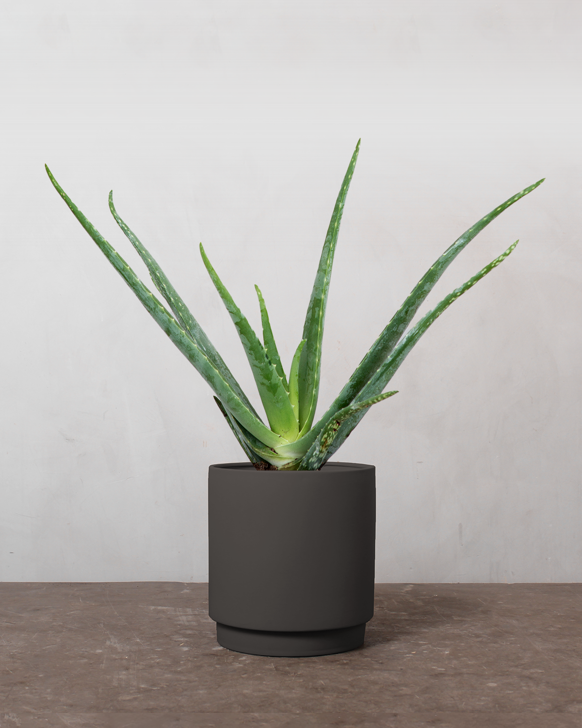 aloe vera plante køb Aloe Vera på 25-35 cm fra Greenify