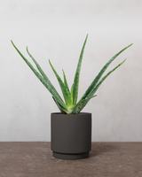 Aloe Vera - 35-50 cm