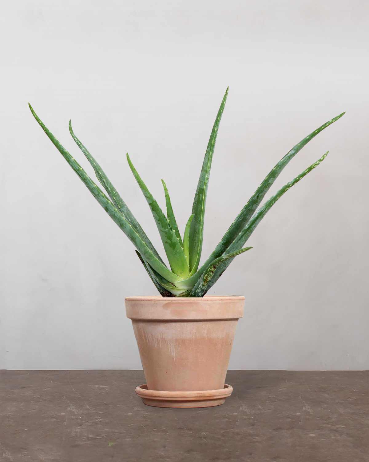 aloe vera plante køb Aloe Vera på 25-35 cm fra Greenify