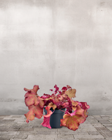 type=Ingen krukke/color=Ingen farve