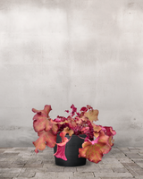 type=Greenify Udendørskrukke/color=Sort