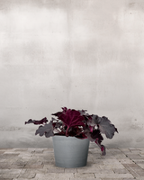 type=Greenify Udendørskrukke/color=Grå