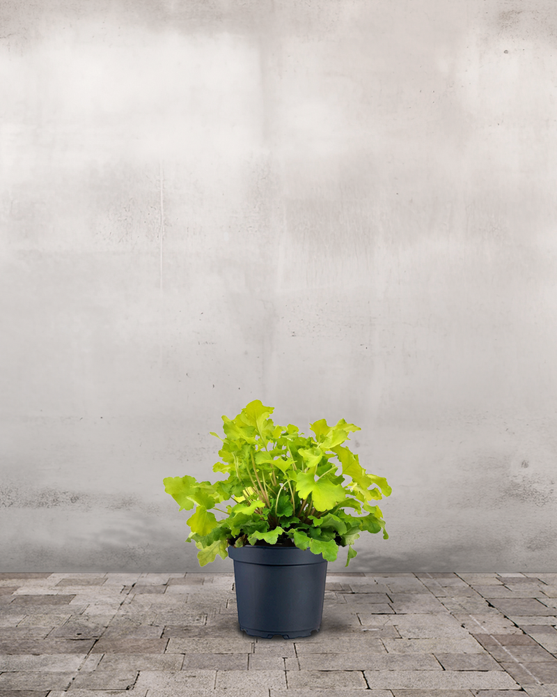Alunrod - Heuchera 'Lime Marmalade' - 12 cm potte