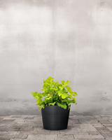 Alunrod - Heuchera 'Lime Marmalade' - 12 cm potte