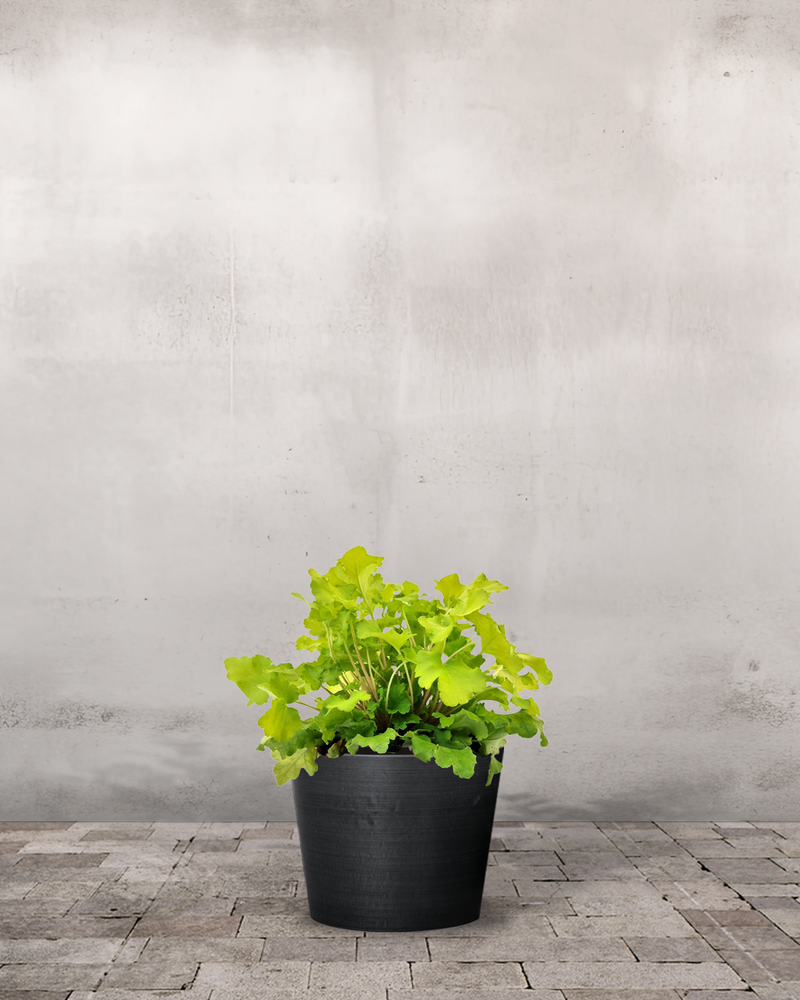 Alunrod - Heuchera 'Lime Marmalade' - 12 cm potte