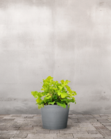 Alunrod - Heuchera 'Lime Marmalade' - 12 cm potte