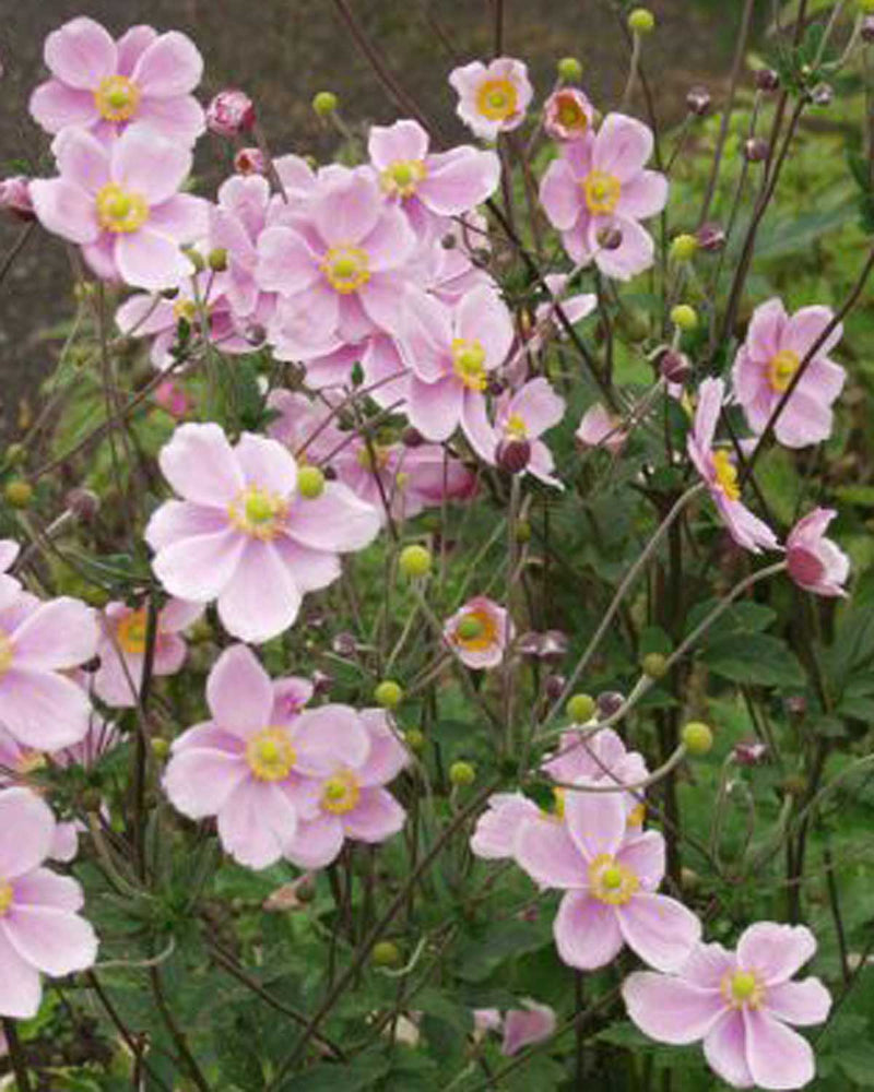 Anemone Jap. 'Königen Charlotte' - Potte Ø12 cm