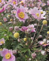 Anemone Jap. 'Königen Charlotte' - Potte Ø12 cm