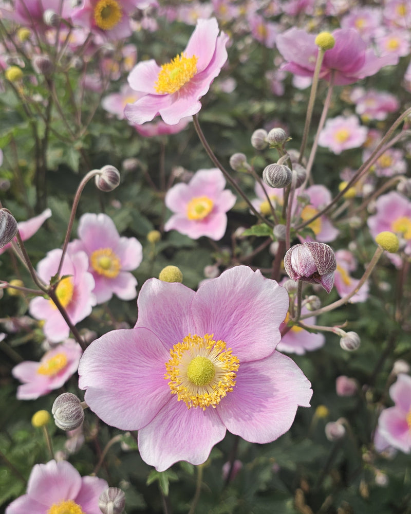 Anemone Jap. 'Königen Charlotte' - Potte Ø12 cm