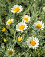 Gåseurt, Anthemis Hybrida 'Sauce Hollandaise' - Potte Ø12 cm