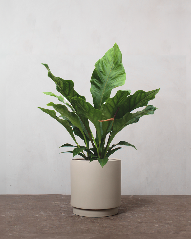 Anthurium 'Jungle King' - 40-60 cm