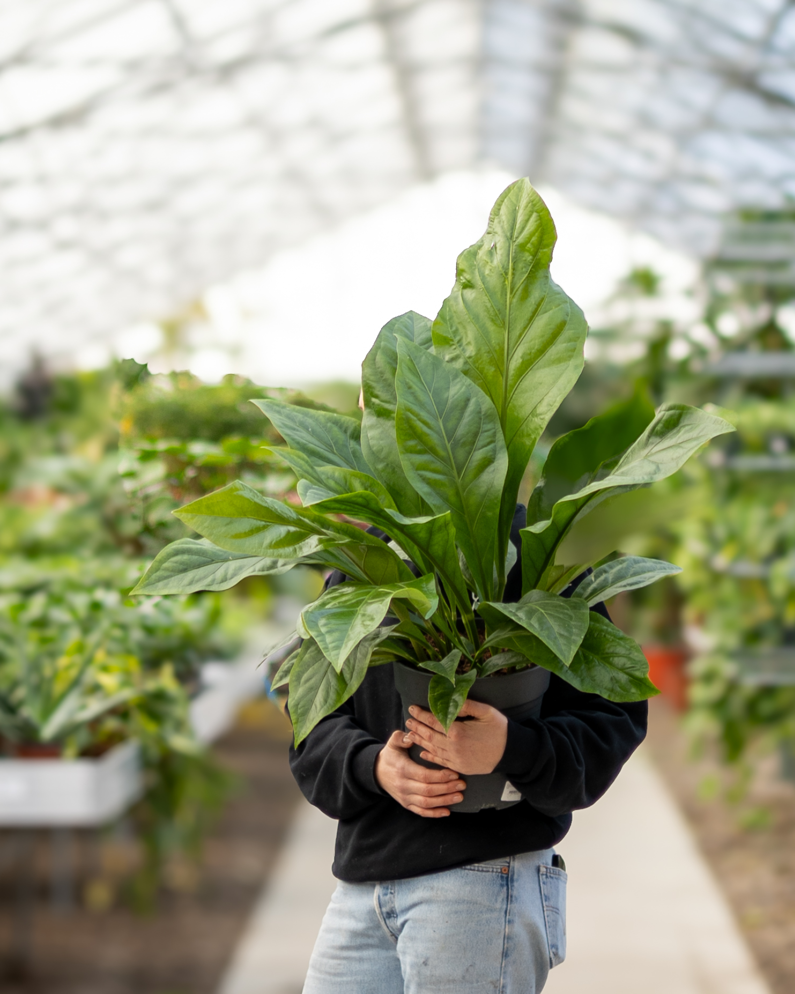 ikea bonsai topf Ginseng-Bonsai im Topf 