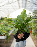 type=Ingen krukke/color=Ingen farve