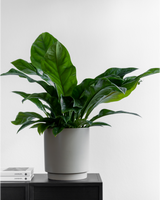 Anthurium 'Jungle King' - 60-80 cm