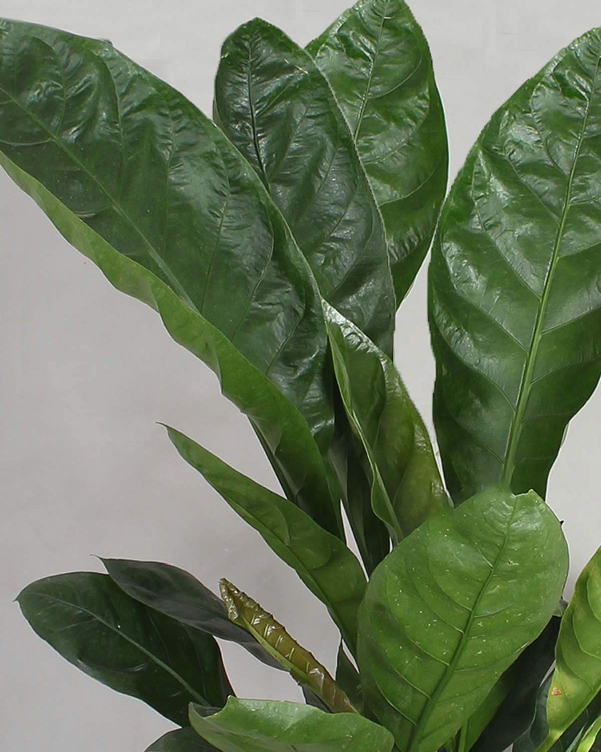 anthurium jungle king Anthurium Jungle King fra Greenify
