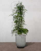 Slørasparges Asparagus Setaceus - 140-160 cm