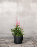 Astilbe simplicifolia 'Sprite' - 12 cm potte