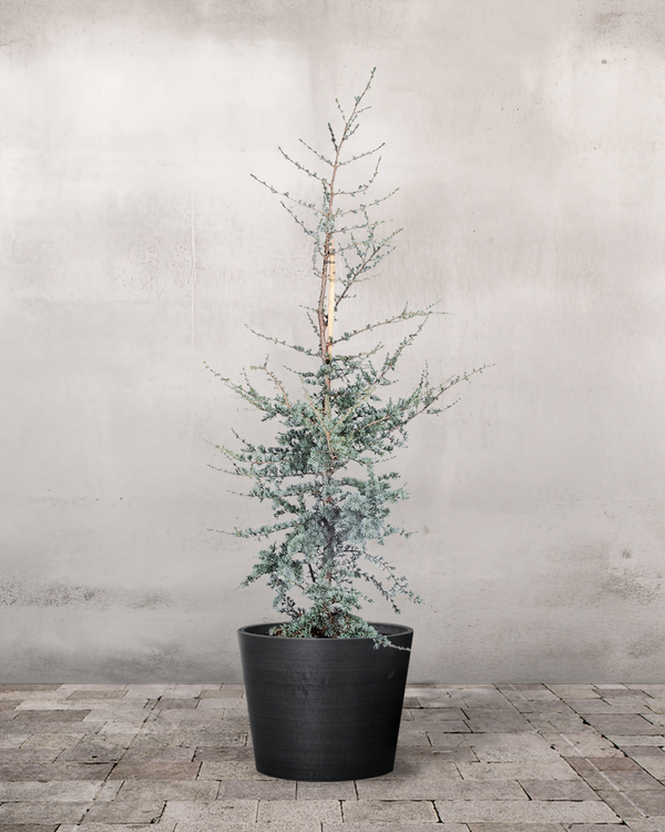 Blå Atlasceder Cedrus 'Glauca' - 140-160 cm